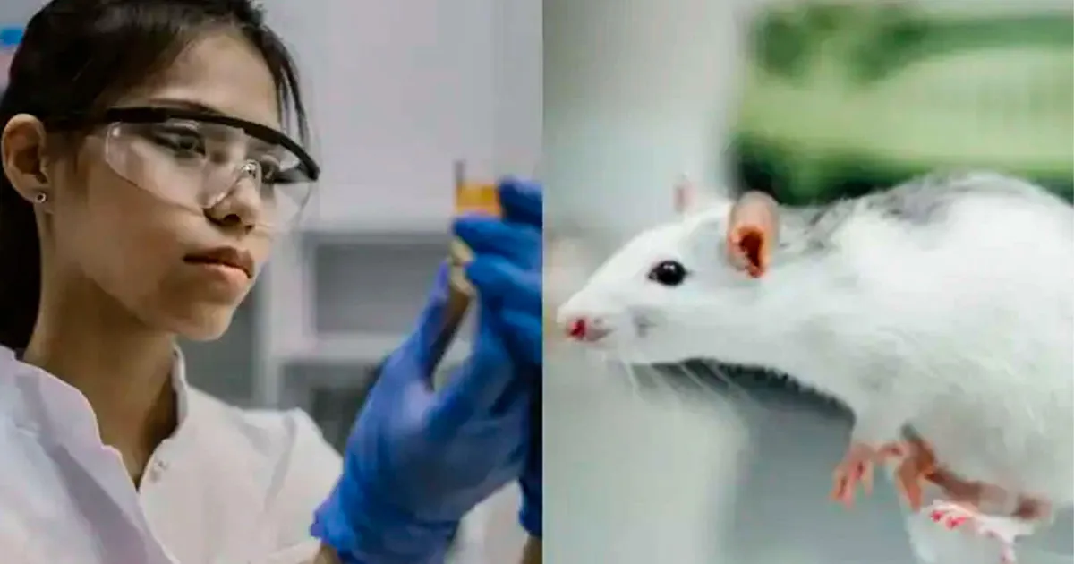 Ratos começam a 'falar' após receberem mutação genética exclusiva dos humanos
