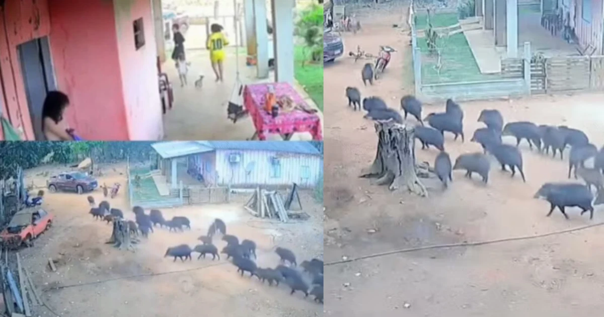 Mais de 40 queixadas invadem quintal em Querência e provam que a vida selvagem não respeita cercas
